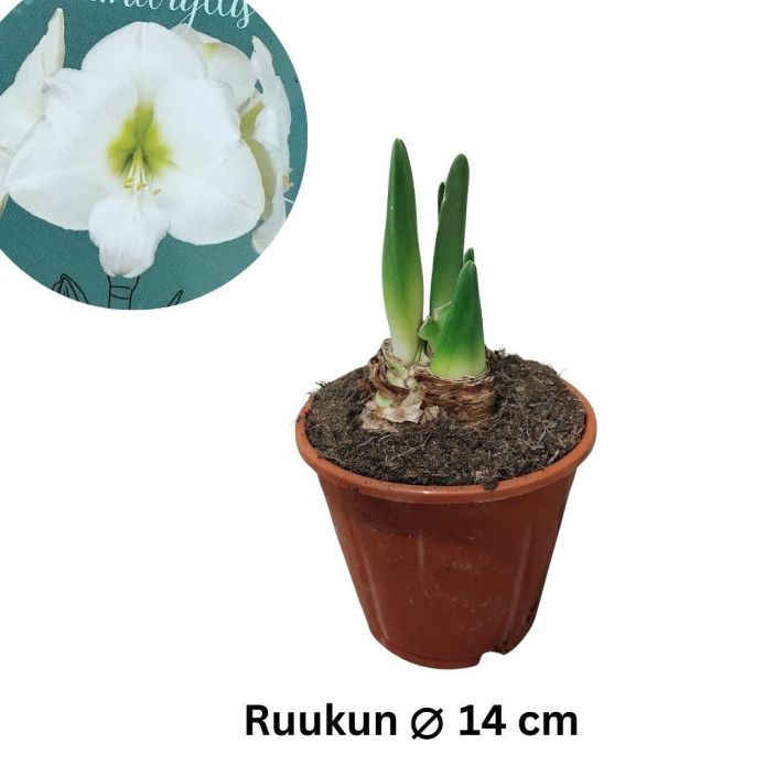 RITARINKUKKA (Amaryllis) 'DENVER' Hippeastrum 'Denver' P14 Valkokukkainen ritarinkukka / VAIN NOUTO