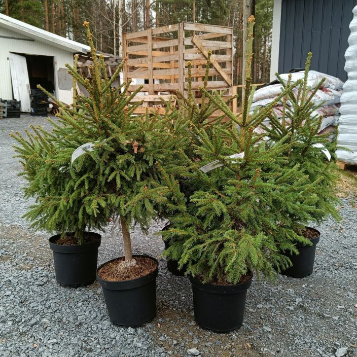 PURPPURATUULENPESA 'E11395' Picea abies f. globosa 'E11395' 80-100 cm Tuuhea ja tihea, kotimainen kuusen erikoismuoto, jonka