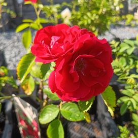 KÖYNNÖSRUUSU 'FLAMMENTANZ' Rosa Loistoköynnös-r. 'Flammentanz' AT 2L