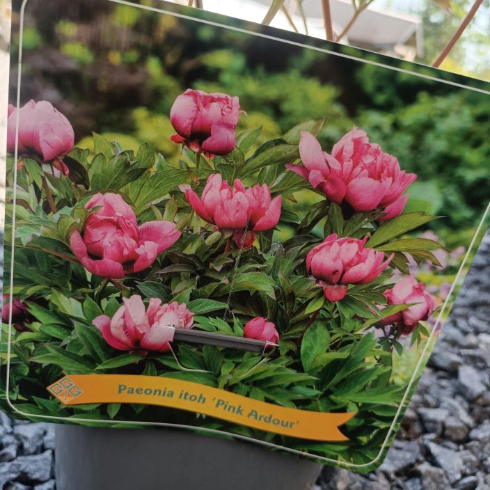 ITOH-PIONI 'PINK ARDOUR' Paeonia Itoh-R 'Pink Ardour' P25 Puupionin ja kiinanpionin risteytys