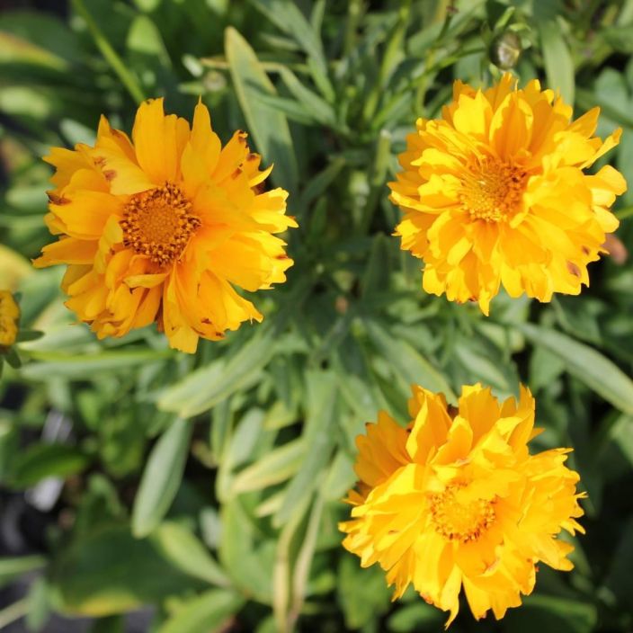 ISOKAUNOSILMA 'SUNRAY' Coreopsis grandiflora 'Sunray' P10 TULOSSA ENNAKKOMYYNTIIN 15.3. / Pitkaan kukkiva, keltakukkainen