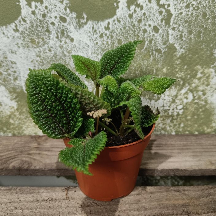 NUKKAPIILEA 'MOON VALLEY' Pilea involucrata 'Moon Valley' P8,5 Huonekasvi, jonka lehdet ovat syvaan uurretut ja karvaiset