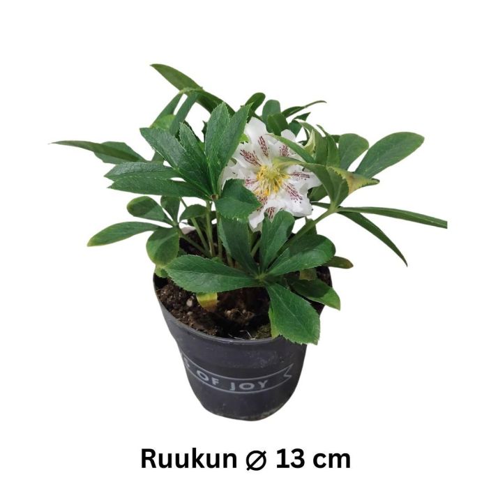 JOULURUUSU Helleborus orientalis mix P13 Sekoitus erikoislajikkeita JOULURUUSU Helleborus orientalis mix P13 Sekoitus erikoislajikkeita