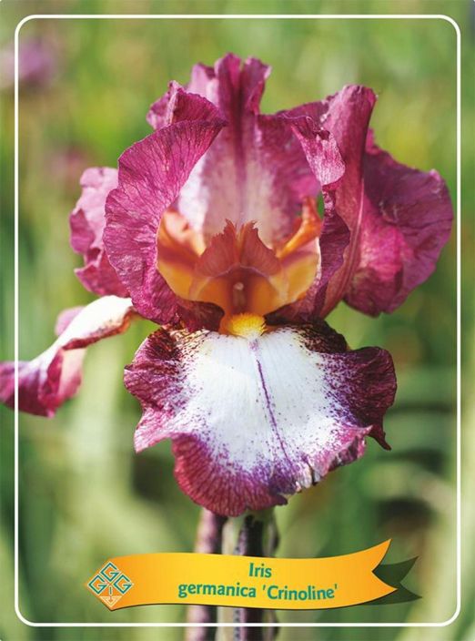 SAKSANKURJENMIEKKA 'CRINOLINE' Iris germanica 'Crinoline' P11 ENNAKKO! TOIMITUS 29.4. ALKAEN. Puna/oranssi/valkokirjava