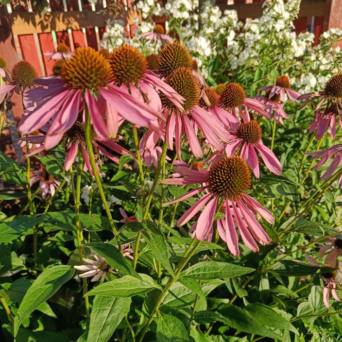 KAUNOPUNAHATTU 'MAGNUS' Echinacea purpurea 'Magnus' P10 Paivankakkaramainen perenna, jolla on vaaleanpunaiset kukat
