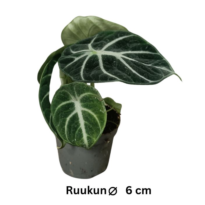 ALOKASIA / JUURAKKOVEHKA 'NINJA' Alocasia 'Ninja' P6 Tummalehtinen, valkojuovainen juurakkovehkalajike