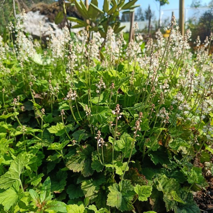 Tiarella cordifolia, Ronsytiarella P9