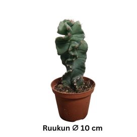 SPIRAALIKAKTUS Cereus forbesii 'Spiralis' P10