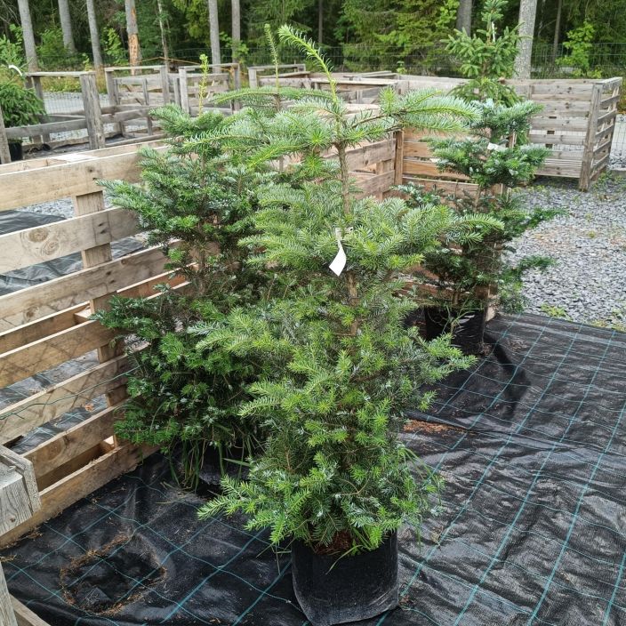 KOREANPIHTA Abies koreana 80-100cm VAIN NOUTO