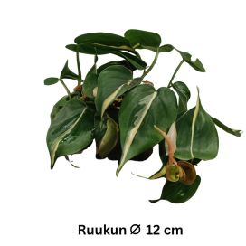 HERTTAKÖYNNÖSVEHKA 'RIO' Philodendron scandens 'Rio' P12