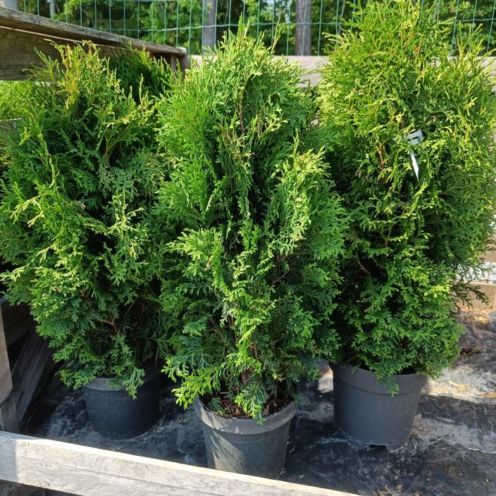 Thuja occidentalis 'Holmstrup', kartiotuija Pieni ja tiiviskasvuinen kartiotuija pieneenkin tilaan / VAIN NOUTO