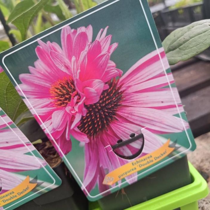 PUNAHATTU 'DOUBLE DECKER' Echinacea purpurea 'Double Decker' P11 Kerrottu purppuranpunainen punahattu.