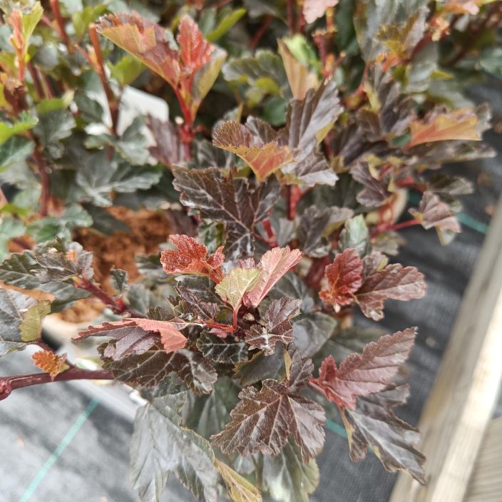 PURPPURAHEISIANGERVO 'RED BARON' Physocarpus opulifolius 'Red Baron' AT 1L Punarunkoinen, punertavalehtinen heisiangervo