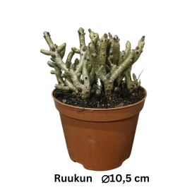 MEHIKASVI Tylecodon buchholzi P10,5