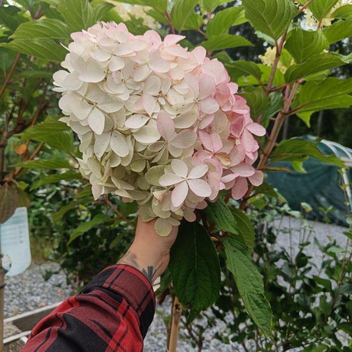 SYYSHORTENSIA 'PHANTOM' Hydrangea paniculata 'Phantom' runko 90 cm tuotekuva 1 SYYSHORTENSIA 'PHANTOM' Hydrangea paniculata 'Phantom' runko 90 cm tuotekuva 1