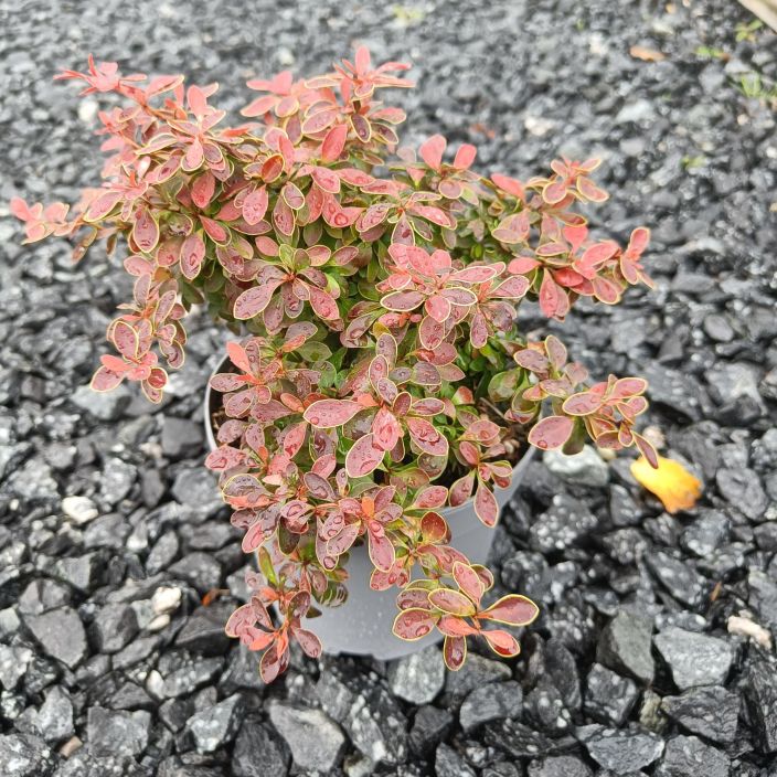 PURPPURAHAPPOMARJA Berberis thunbergii 'Admiration' Puna-keltainen happomarjalajike