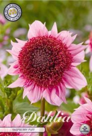 DAALIA 'RASPBERRY PUFF' Dahlia 'RAspberry Puff', juurakko