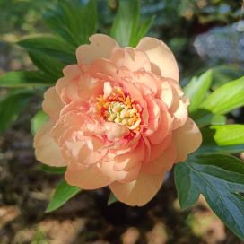 ITOH-PIONI 'CANARY BRILLIANTS' Paeonia Itoh-r. 'Canary Brilliants' P25