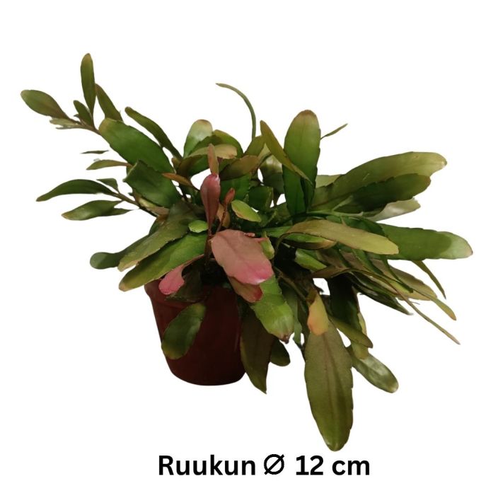 KORALLIKAKTUS 'CORAL RED' Rhipsalis 'Coral Red' P12 Lehtikaktus, jonka lehtien reunat punertuvat valossa KORALLIKAKTUS 'CORAL RED' Rhipsalis 'Coral Red' P12 Lehtikaktus, jonka lehtien reunat punertuvat valossa
