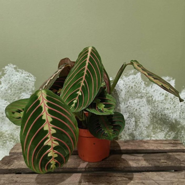 PAAVONNUKKUMATTI 'FASCINATOR' Maranta leuconeura 'Fascinator' P12 Nukkumatti, jonka lehtisuonissa on punaista savya
