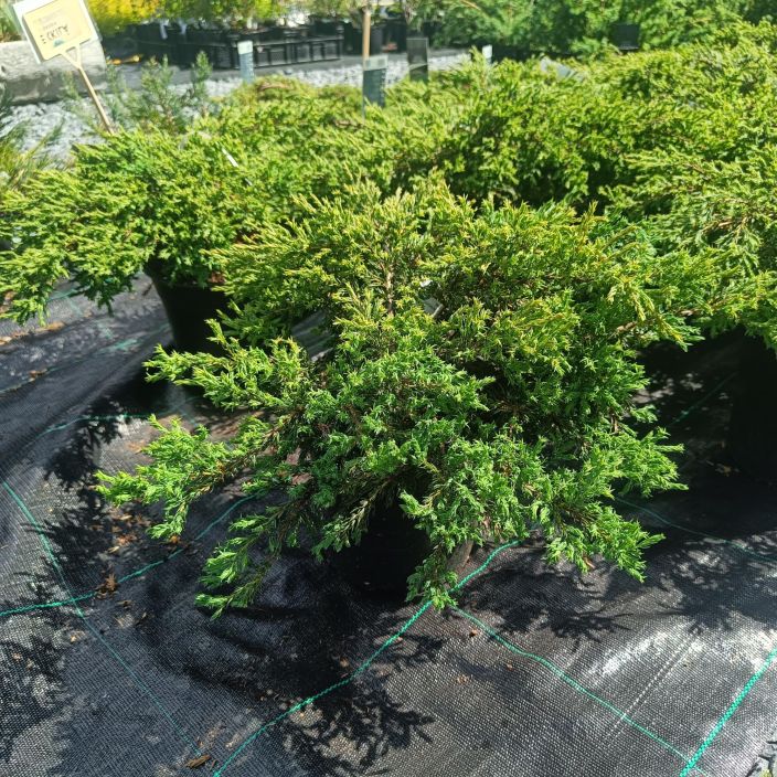 KAAPIOKATAJA 'REPANDA' Juniperus communis 'Repanda' 30 - 40 cm Matalana levittaytyva kataja.