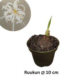 RITARINKUKKA (Amaryllis) 'SAFRON' Hippeastrum 'Safron' P10