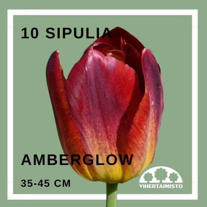 TULPPAANI 'AMBER GLOW' Tulipa 'Amberglow' 10 sipulia 10 sipulia pussissa