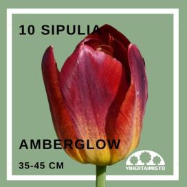 TULPPAANI 'AMBER GLOW' Tulipa 'Amberglow' 10 sipulia