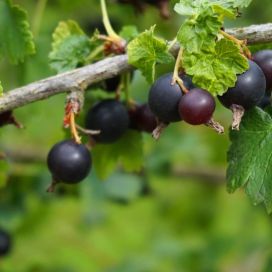 JOSTAKARVIAINEN Ribes x nidigrolaria 'Josta' P15