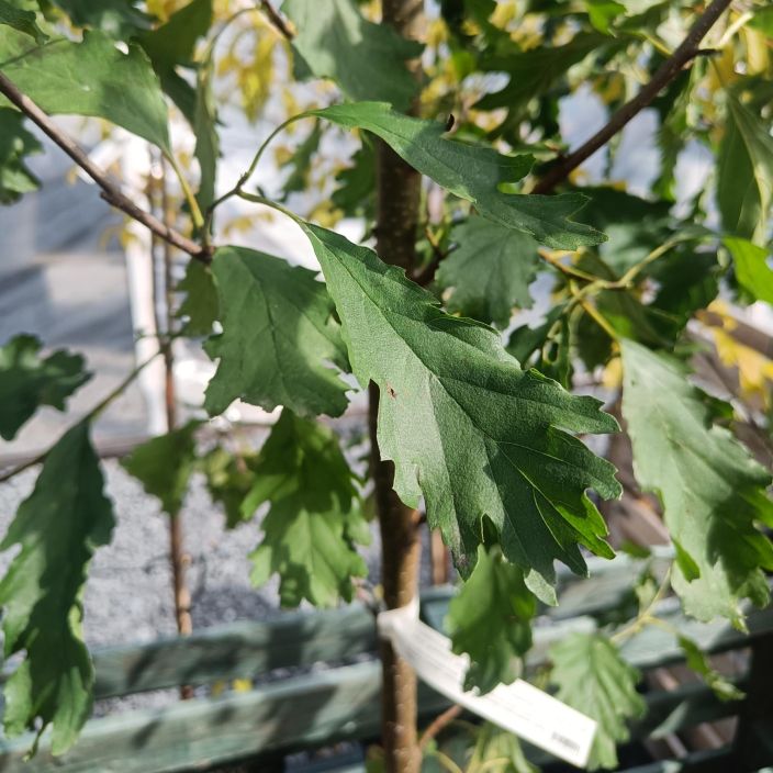 TAMMENLEHTILEPPA Alnus glutinosa var. quercifolia 150-250 cm Tervalepan erikoismuoto, jonka lehdet muistuttavat tammen