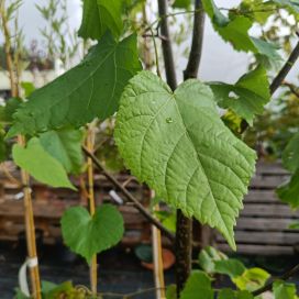 SIIVOSENLEHMUS Tilia x vulgaris 'Siivonen' 150-250 cm At.