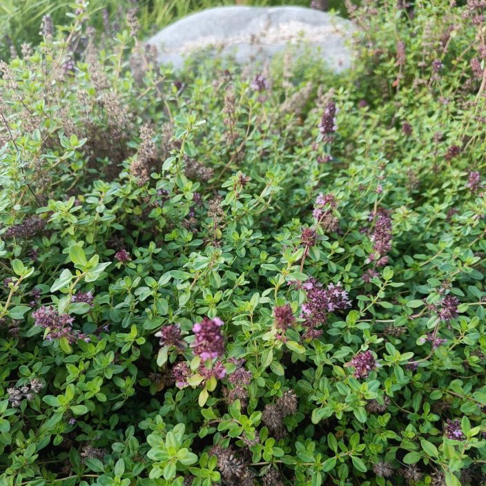 KANGASAJURUOHO Thymus serphyllum P10 Lilakukkainen kuivan paikan maanpeitekasvi, koko kasvi tuoksuu mausteiselle