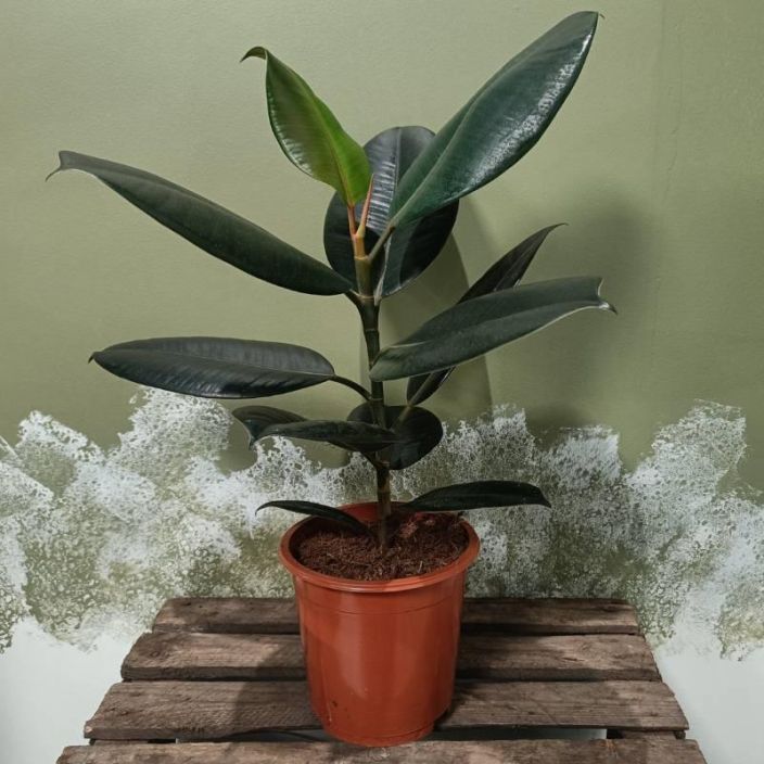 KUMIVIIKUNA 'ABIDJAN' Ficus elastica 'Abidjan' P17 Tummalehtinen kumiviikuna