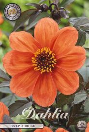 DAALIA 'BISHOP OF OXFORD' Dahlia 'Bishop of Oxford', juurakko