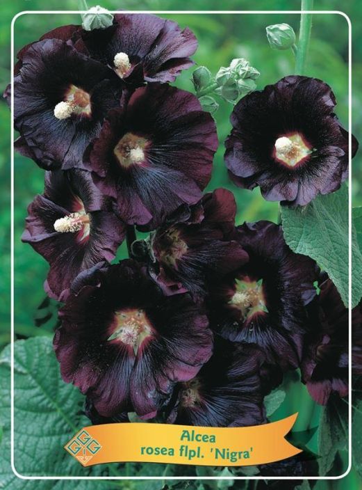 TARHASALKORUUSU 'NIGRA' Alcea rosea 'Nigra' P11 ENNAKKO! TOIMITUS 29.4. ALKAEN. Salkoruusu , jonka kukka on melkein musta /