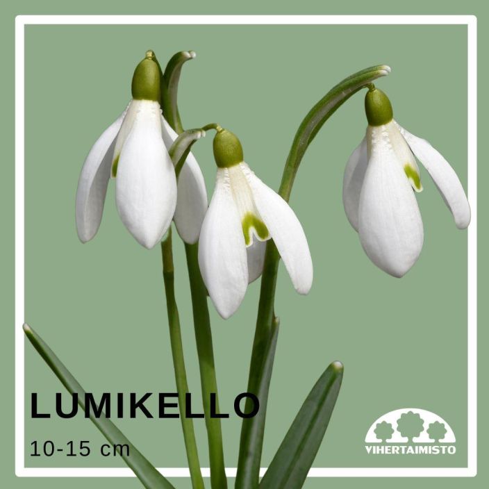 LUMIKELLO Galanthus nivalis 25 sipulia Valkokukkainen, aikaisin kukkiva sipulikukka / ENNAKKOMYYNTI: toimitus syyskuussa,