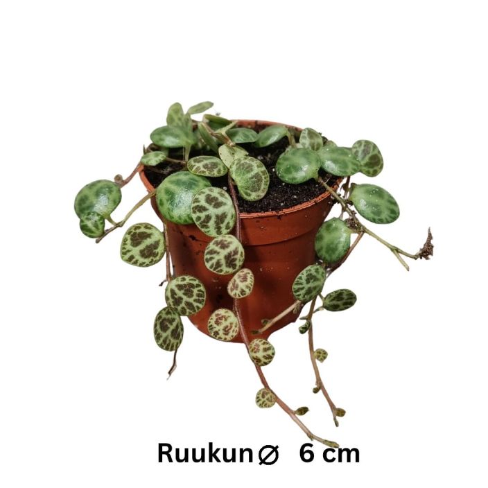MUORINKUKKA Peperomia prostrata (String of Turtles) P6 Pikkuinen muorinkukka, jonka lehdet nayttavat hieman kilpikonnilta