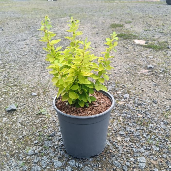 JAPANINHAPPOMARJA 'MARIA' Berberis thunbergii 'Maria' P17 Pystykasvuinen, kellanvarinen happomarja