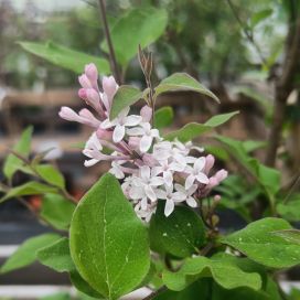 PIKKUSYREENI 'FLOWERFESTA WHITE' Syringa meyeri 'Flowerfesta White' runko 100 cm