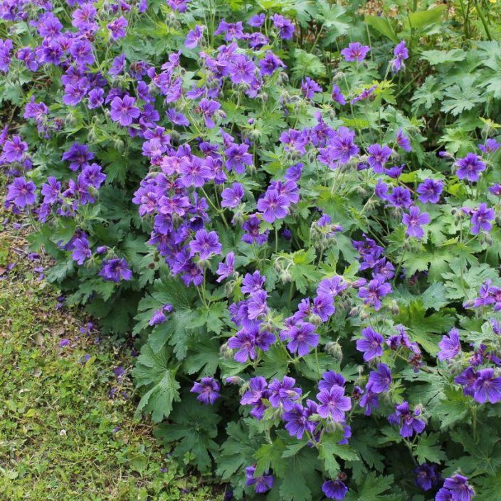 Geranium x magnificum, Tarhakurjenpolvi VAIN NOUTO