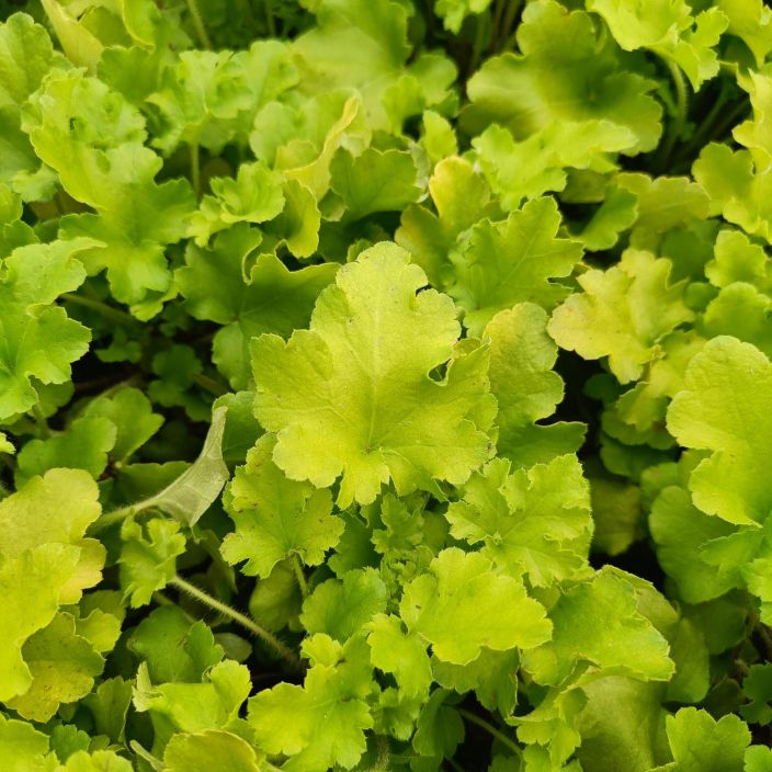 TARHAKEIJUNKUKKA 'LIME MARMALADE' Heuchera 'Lime Marmalade' P9