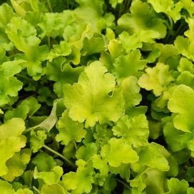 TARHAKEIJUNKUKKA 'LIME MARMALADE' Heuchera 'Lime Marmalade' P12