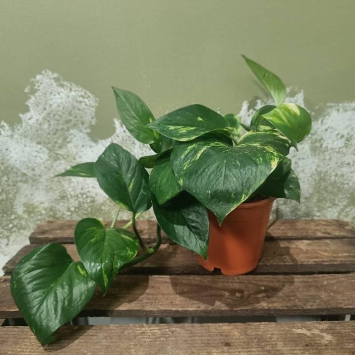 KULTAKOYNNOS Epipremnum aureum (pinnatum) P12 Kultakoynnoksen peruslajike, jonka lehdissa on usein vaaleita alueita