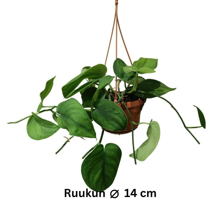 HOPEAKOYNNOS 'JADE SATIN' Scindapsus pictus 'Jade Satin' P14 Melko vihrealehtinen tyyppi hopakaynnokseksi