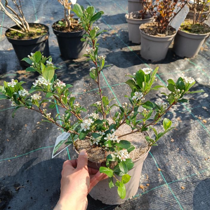 MUSTA-ARONIA 'REVONTULI MOUND' Aronia melanocarpa 'Revontuli Mound' At 3 L Loistavan syysvarin omaava, alkukesasta kukkiva