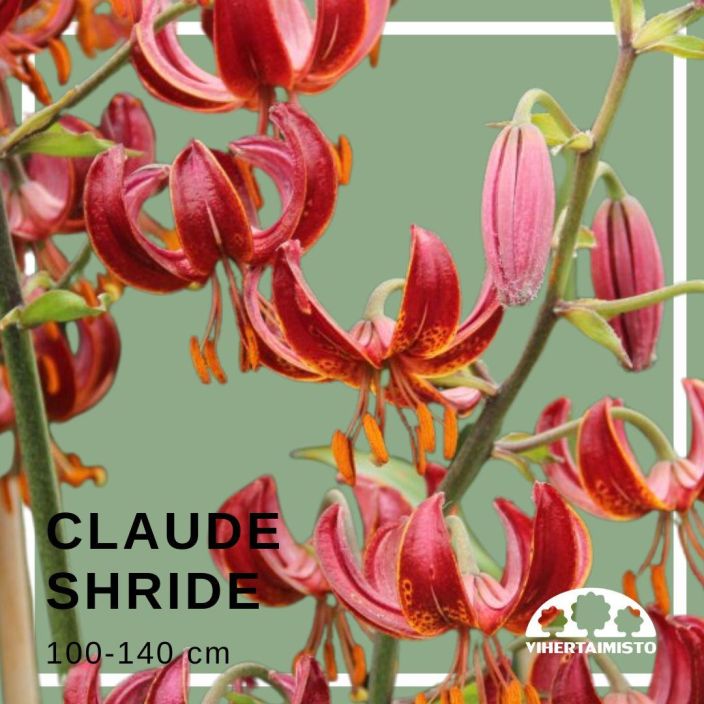 MARHANLILJA / VARJOLILJA 'CLAUDE SHRIDE' Lilium martagon-r 'Claude Shride' 2 sipulia Punakukkainen, korkea sipulikukka /