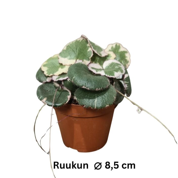AARONINPARTA 'TRICOLOR' Saxifraga stolonifera 'Tricolor' P8,5 Helppo viherkasvi, joka tekee ronsyja