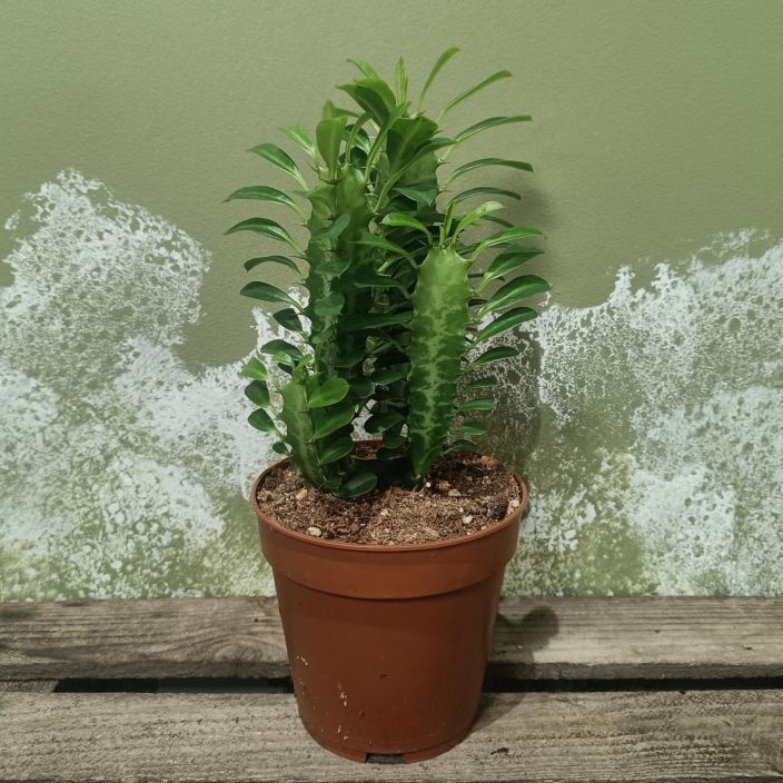 PYLVASTYRAKKI Euphorbia trigona P12 Vihrea tyrakki