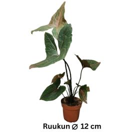 VEHKA Cyrtosperma johnstonii P12