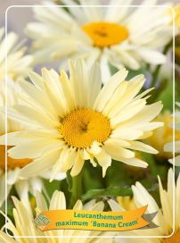 ISOPÄIVÄNKAKKARA 'BANANA CREAM' Leucanthemum maximum 'Banana Cream' P11